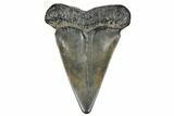 Fossil Broad-Toothed Mako Tooth - South Carolina #170357-1